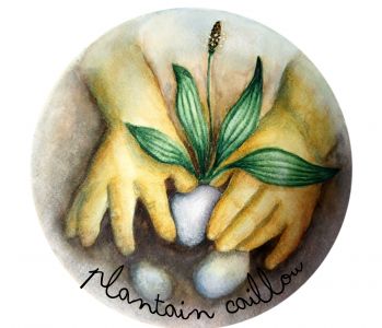Logo - PLANTAIN CAILLOU